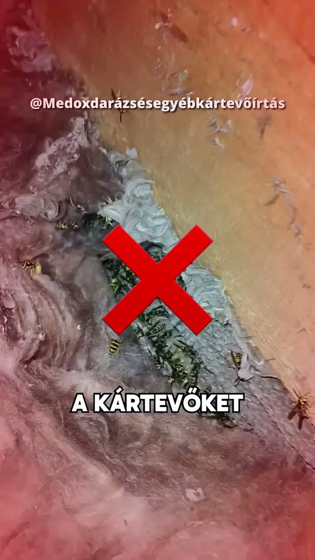 Miért nem költöznek be a kártevők a purhabszigetelésbe? Rapid válasz itt! 🔎. Videó előnézete.